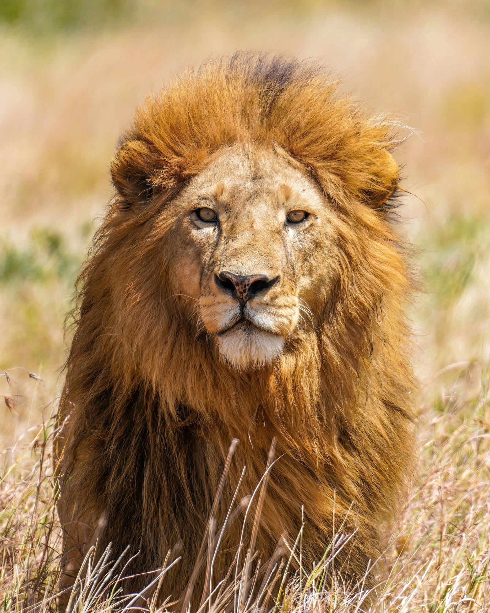 Mating Rights Define Ultimate Authority (image credits: wikimedia)