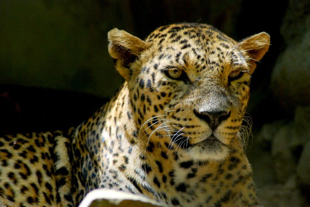 Speed vs. Stealth: Two Completely Different Hunting Styles
