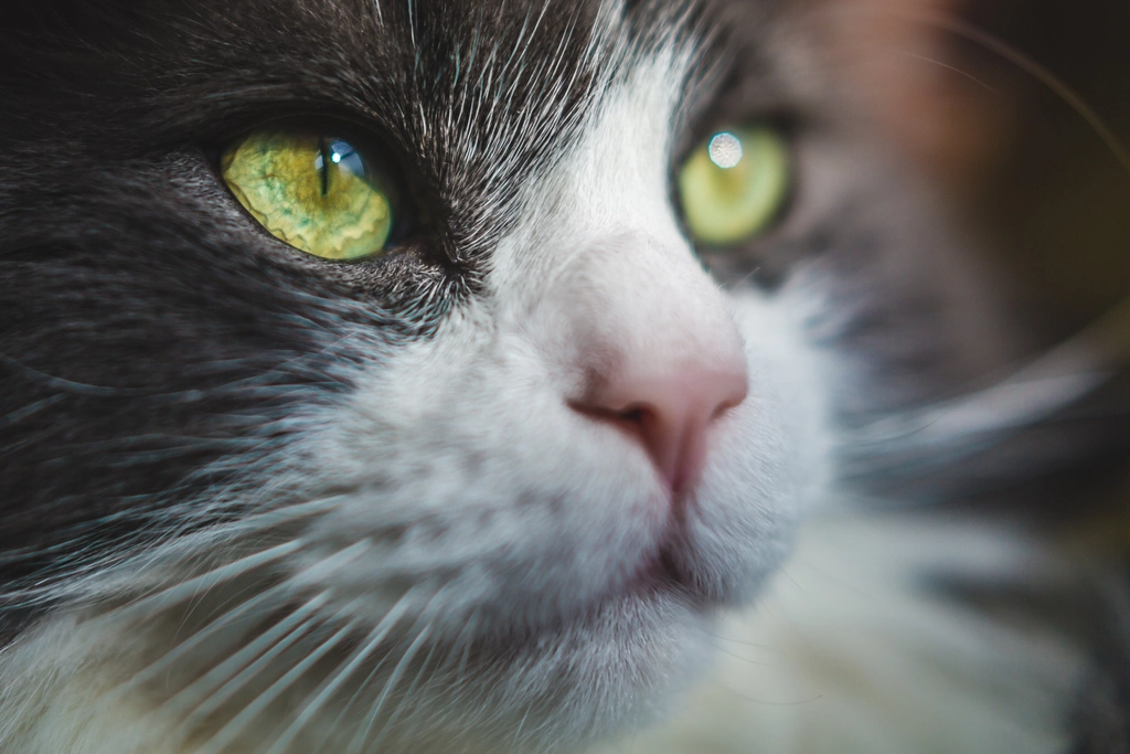 Emerald Eyes That Mesmerize (image credits: rawpixel)