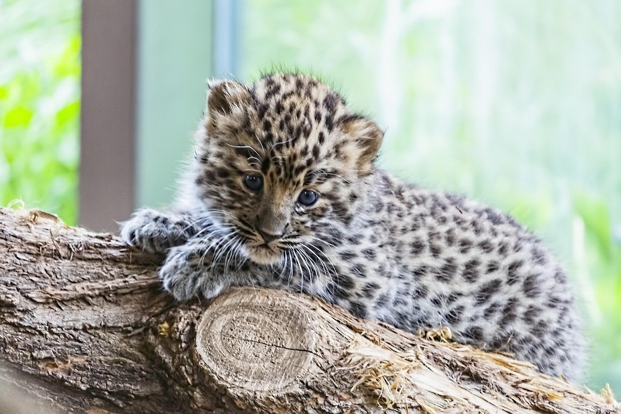Amur Leopards: The World's Loneliest Big Cat (image credits: pixabay)