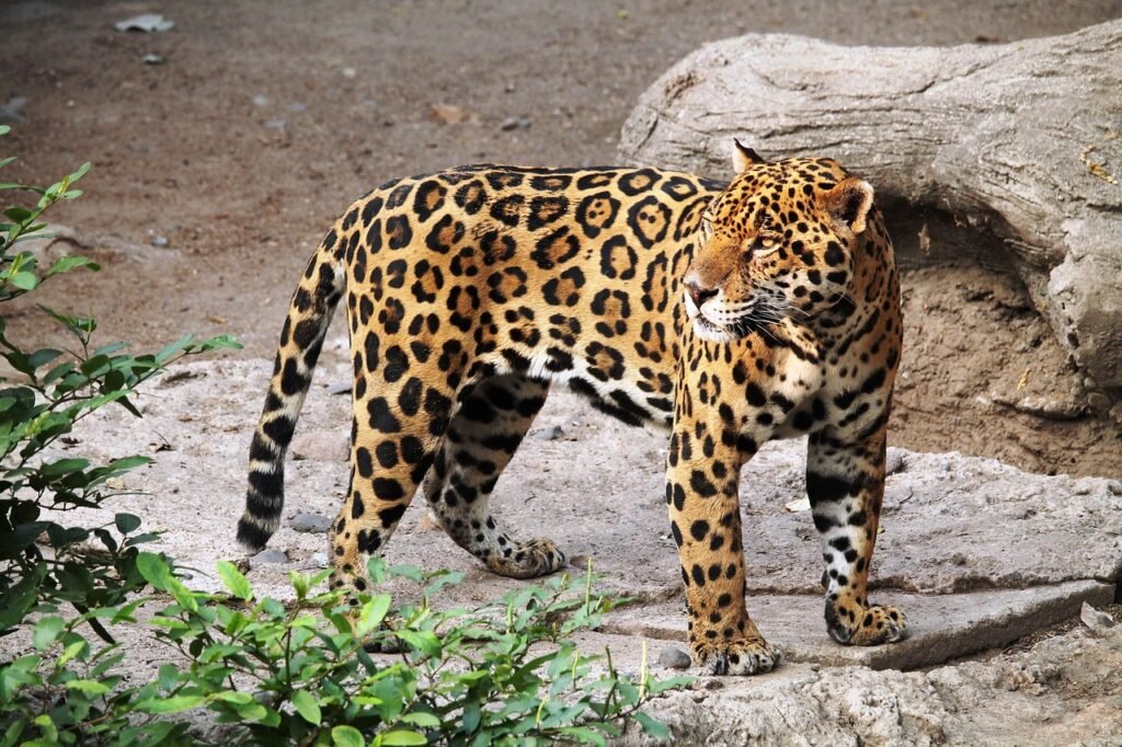 Jaguars: Solitary Swimmers of the Amazon