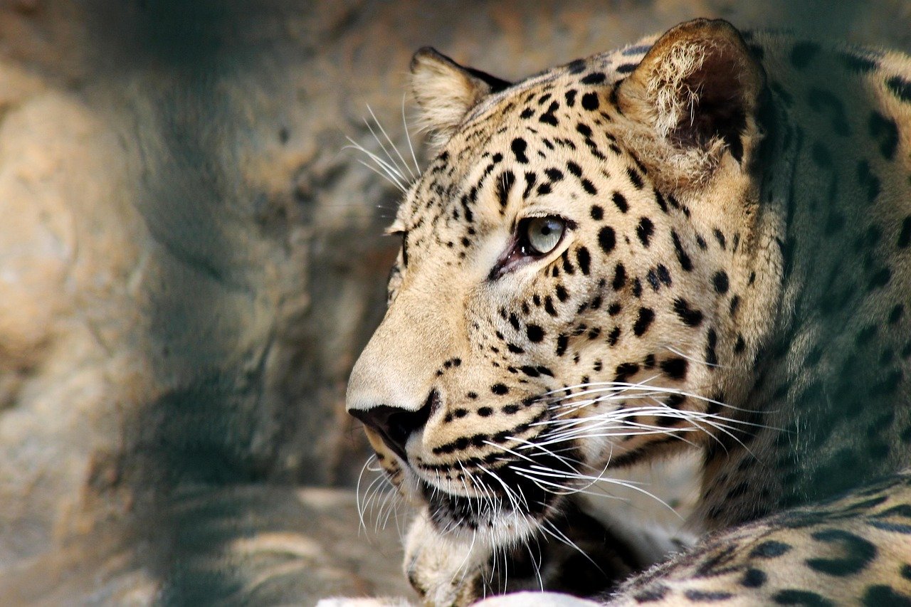 Leopards and Jaguars Split the World (image credits: pixabay)