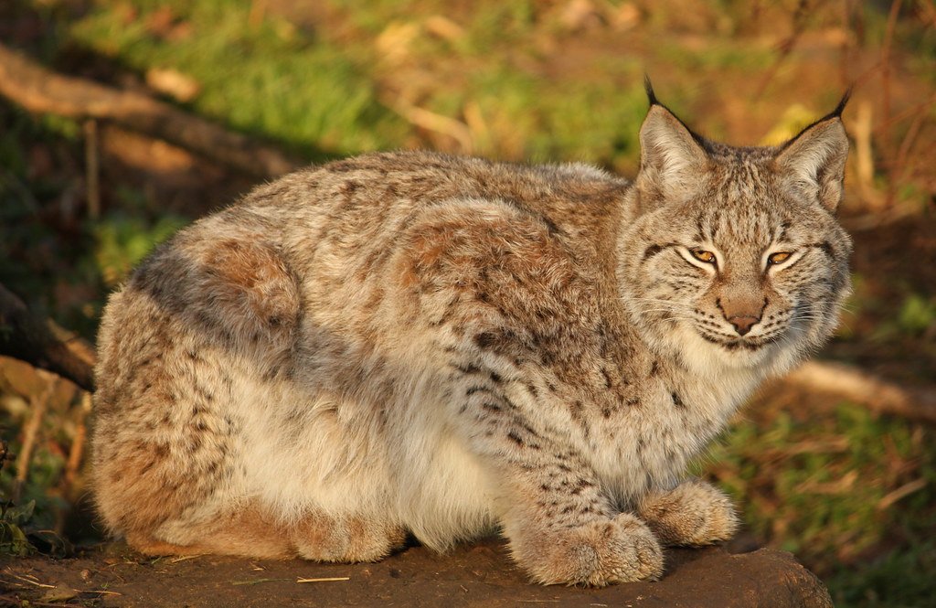 Lynx Species Form Their Own Exclusive Club (image credits: flickr)