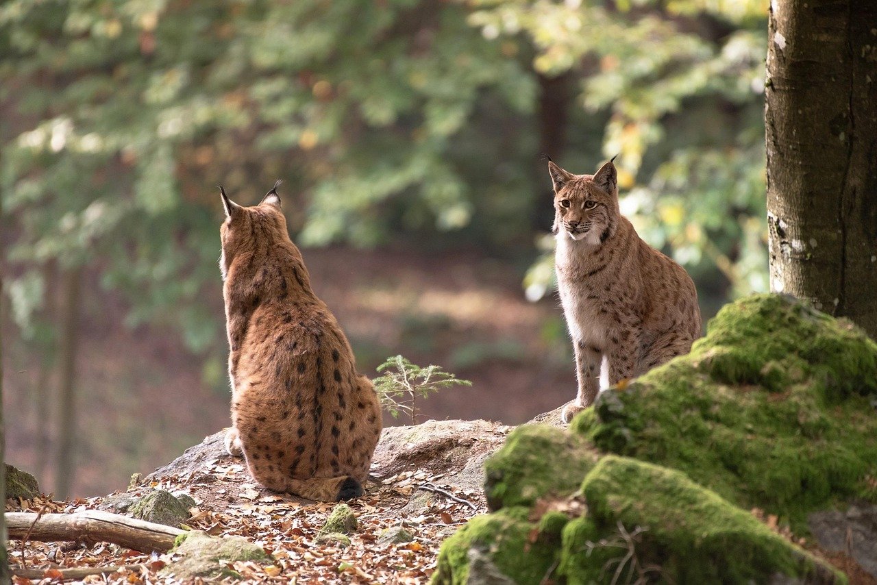Bobcats: Small but Fiercely Independent (image credits: pixabay)