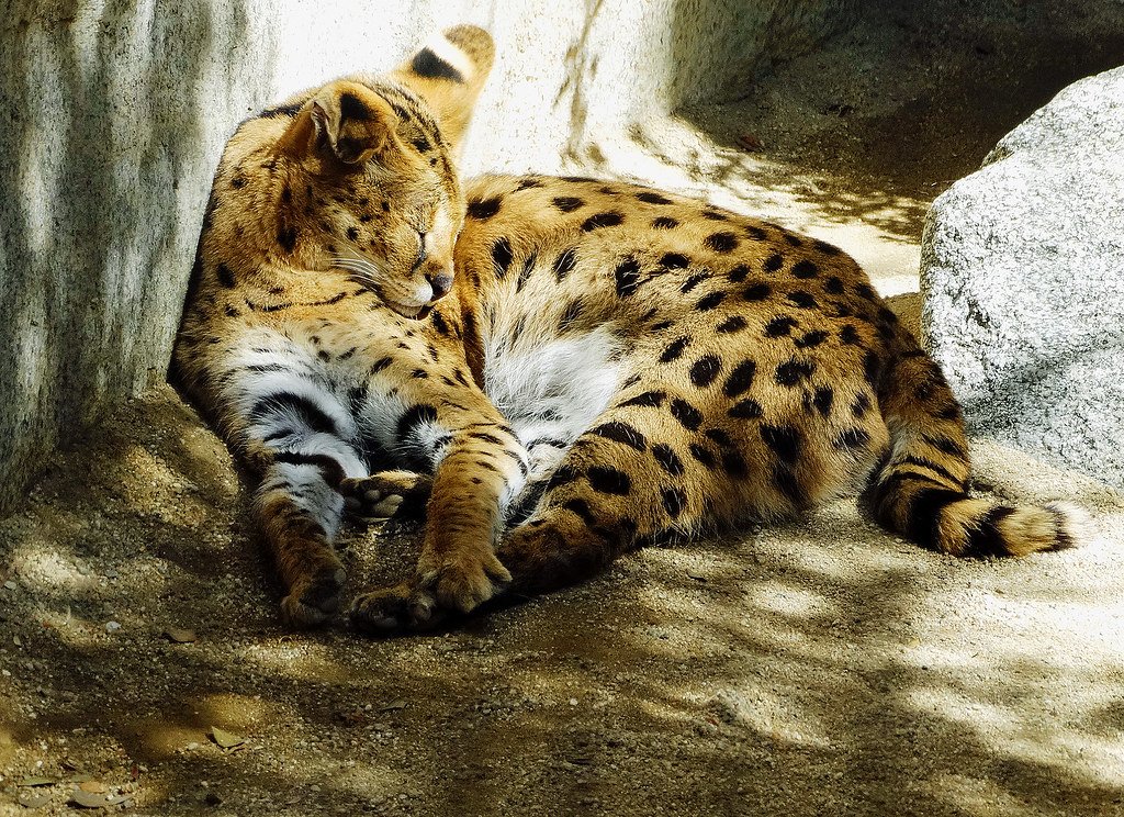 Sand Cats and Black-Footed Cats Share Desert Secrets (image credits: flickr)