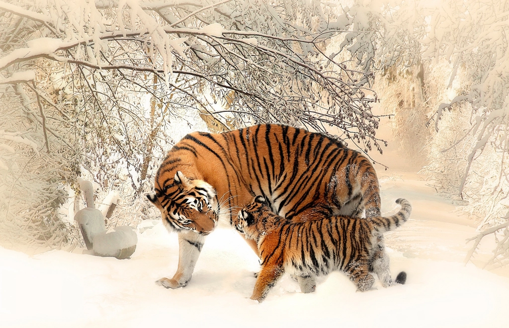 Tiger Families: Not as Lonely as You Think (image credits: rawpixel)