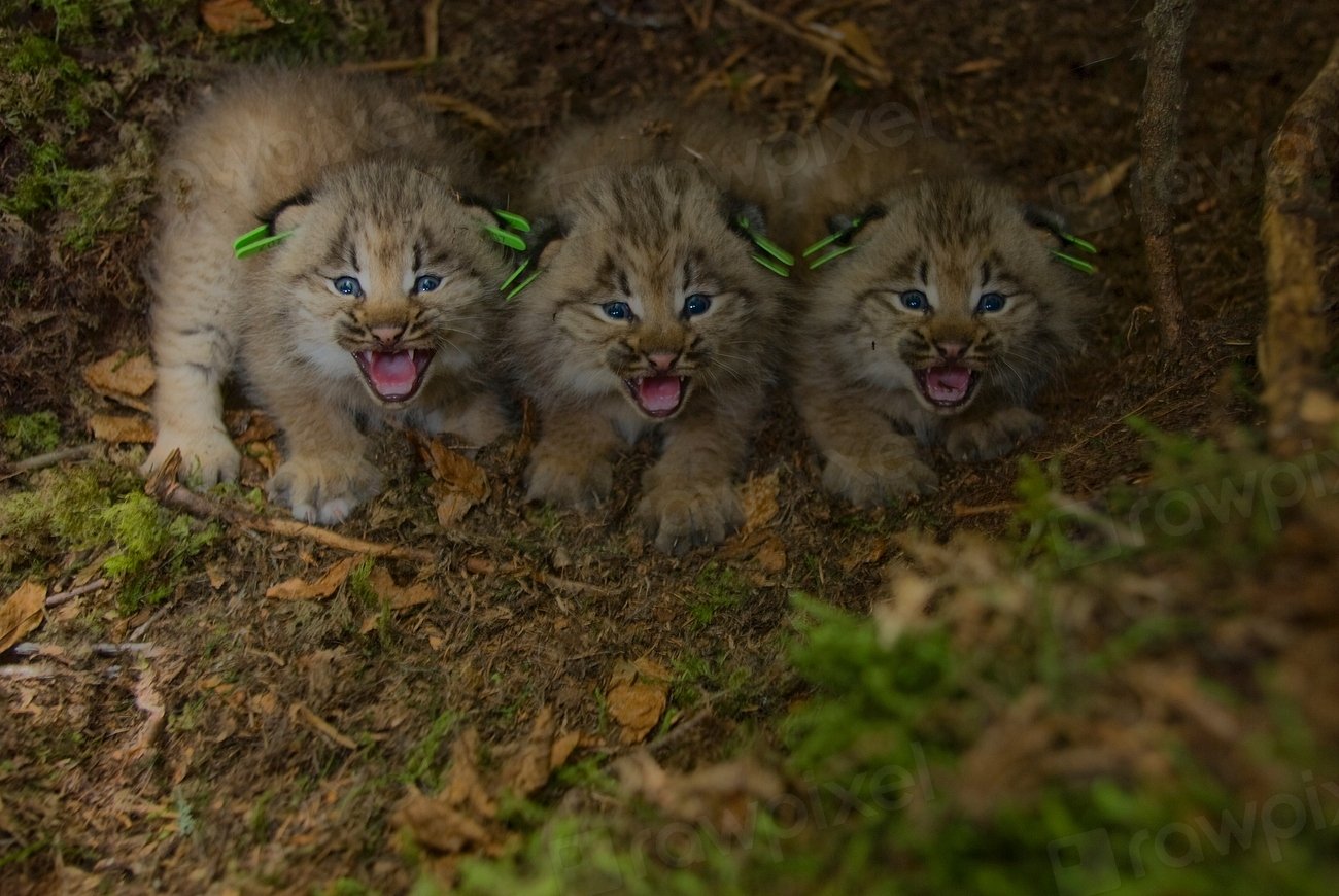 Eurasian Lynx Sibling Rivalry (image credits: rawpixel)