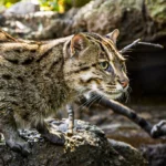 16. Tiny Terror: The Rusty-Spotted Cat’s Feathered Feasts