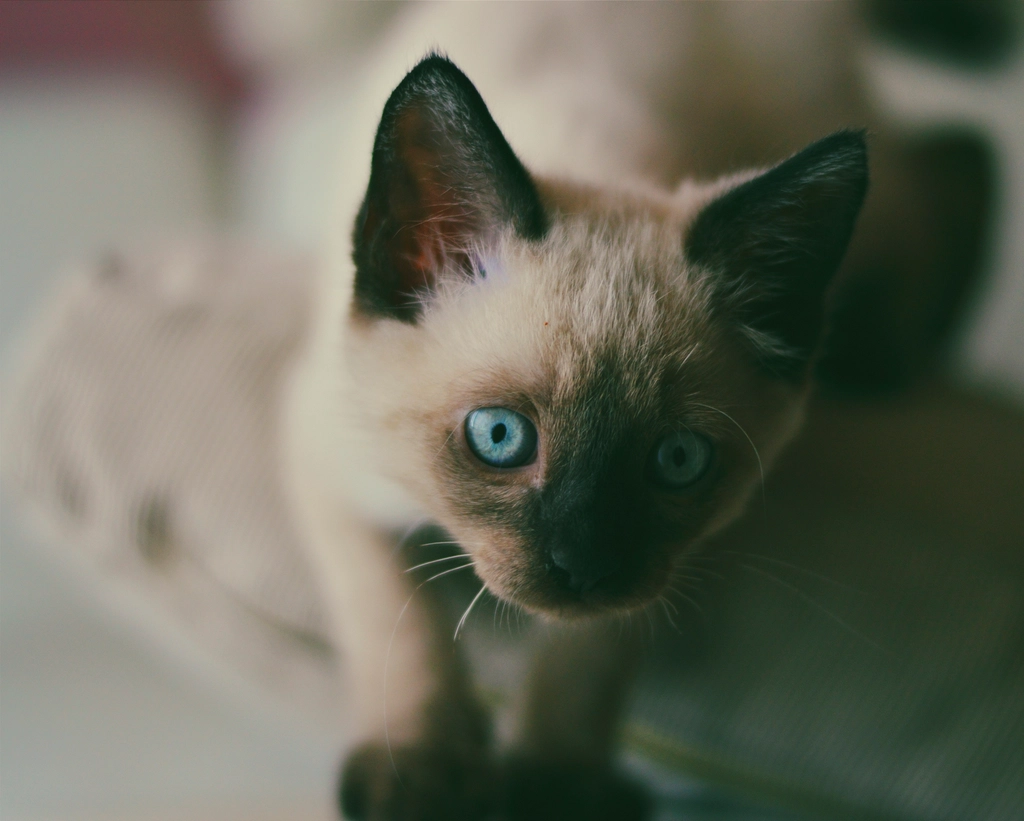 Siamese in Pop Culture and Internet Fame (image credits: rawpixel)