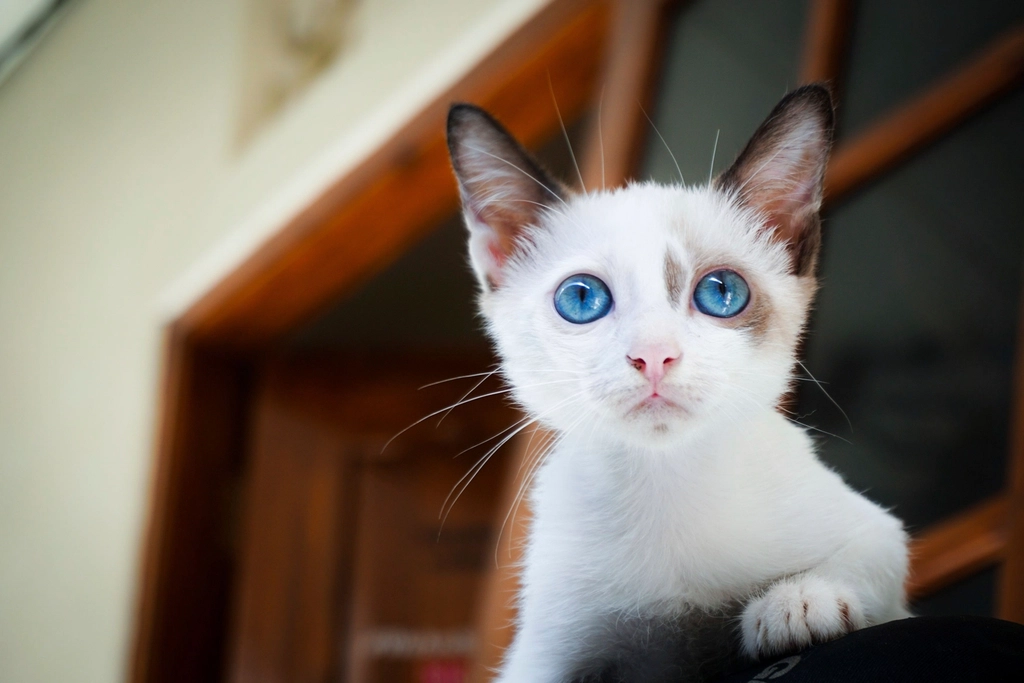 Ojos Azules: The Blue-Eyed Mystery (image credits: rawpixel)