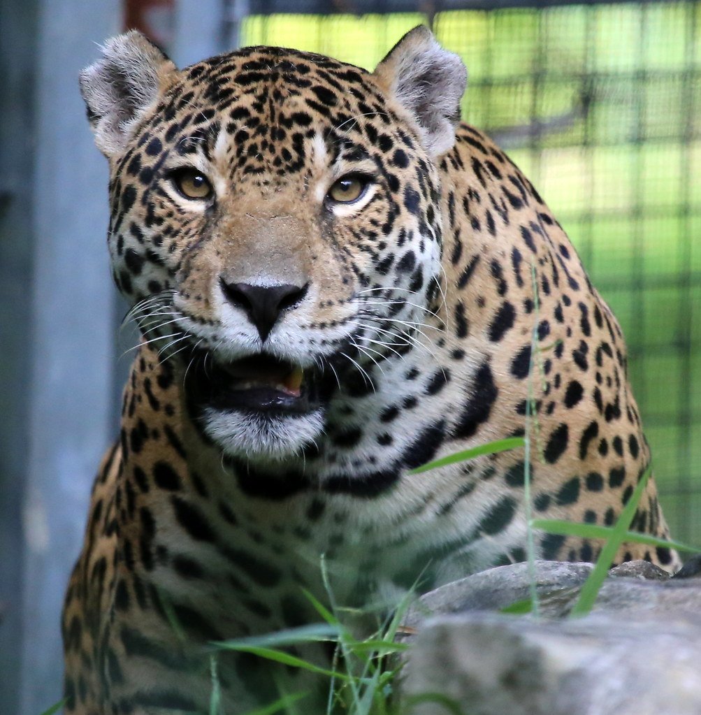 The Jaguar: Underwater Assassin (image credits: flickr)