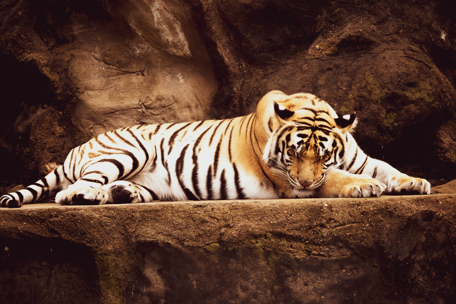 The Tiger: Silent Giant (image credits: wikimedia)