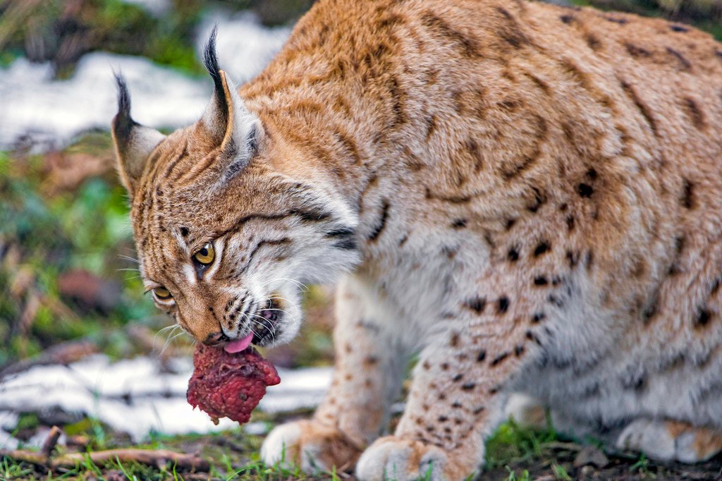 The Lynx: Arctic Precision Machine (image credits: flickr)