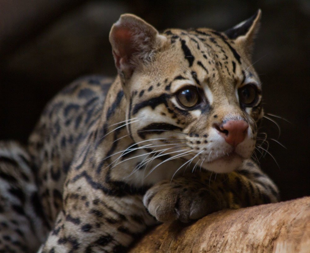 The Ocelot: Rainforest Phantom (image credits: flickr)