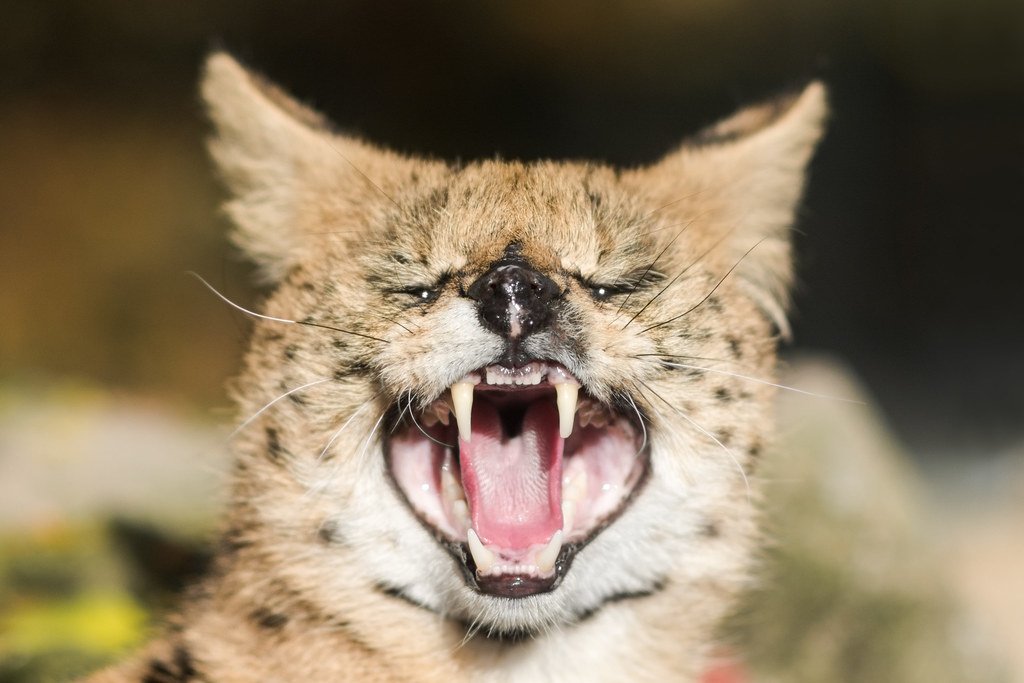 The Serval: Grassland Sniper (image credits: flickr)