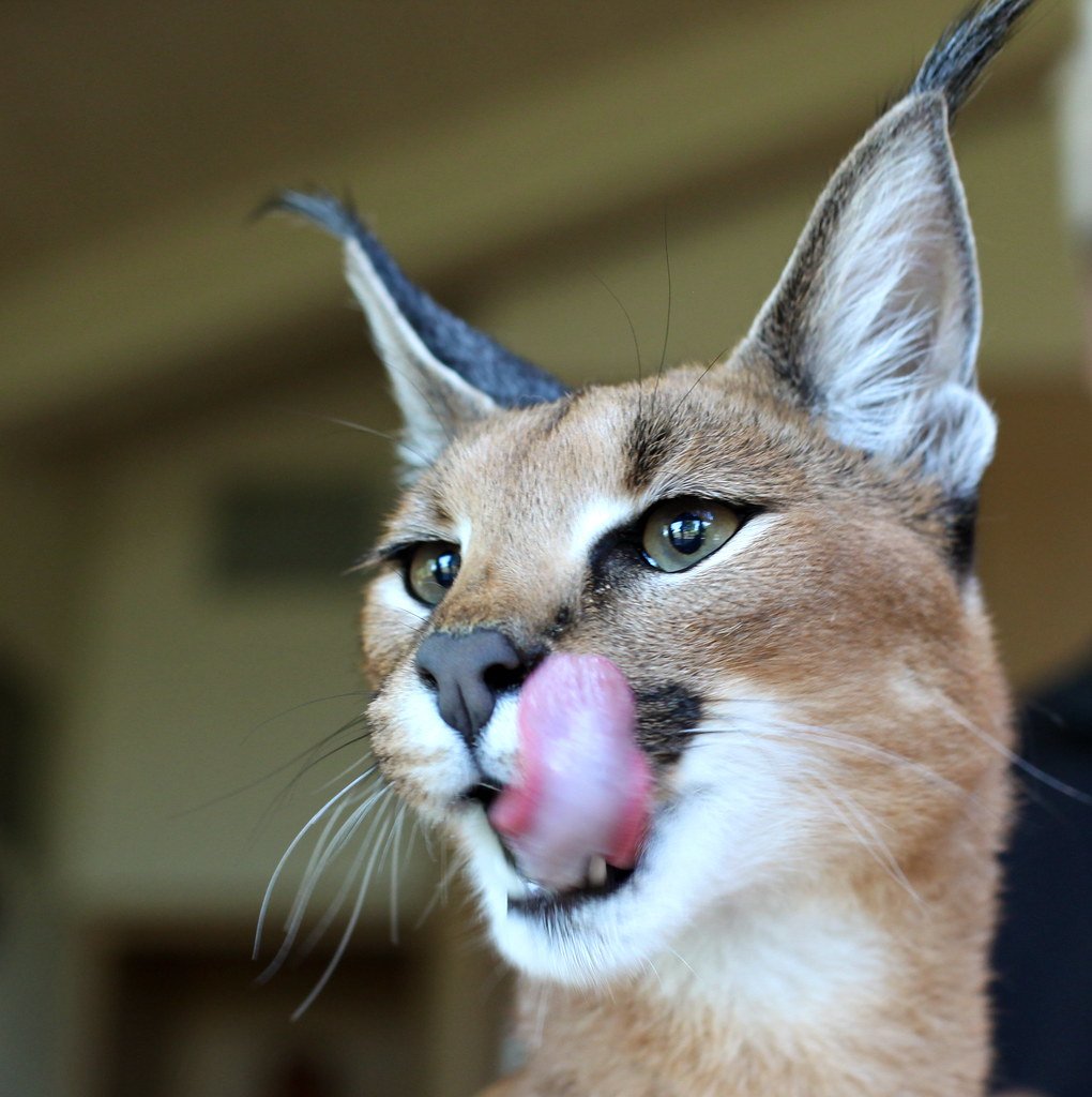 The Caracal: Desert Acrobat (image credits: flickr)