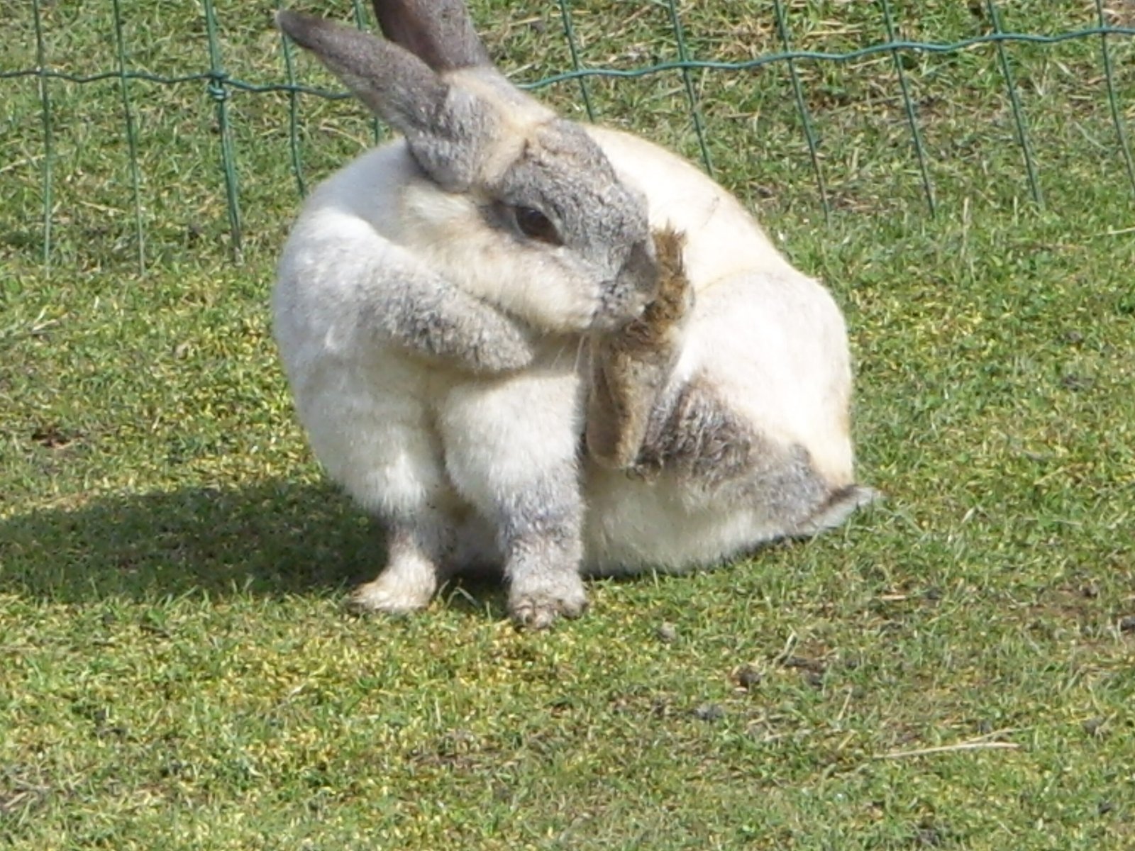 They Eat Their Own Poop (And It's Totally Normal) (image credits: wikimedia)
