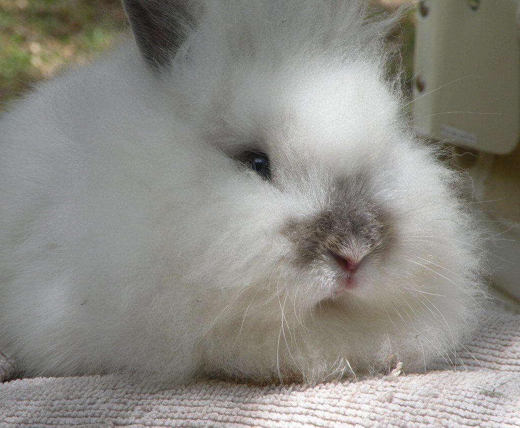They Can Be Litter Trained Like Cats (image credits: flickr)