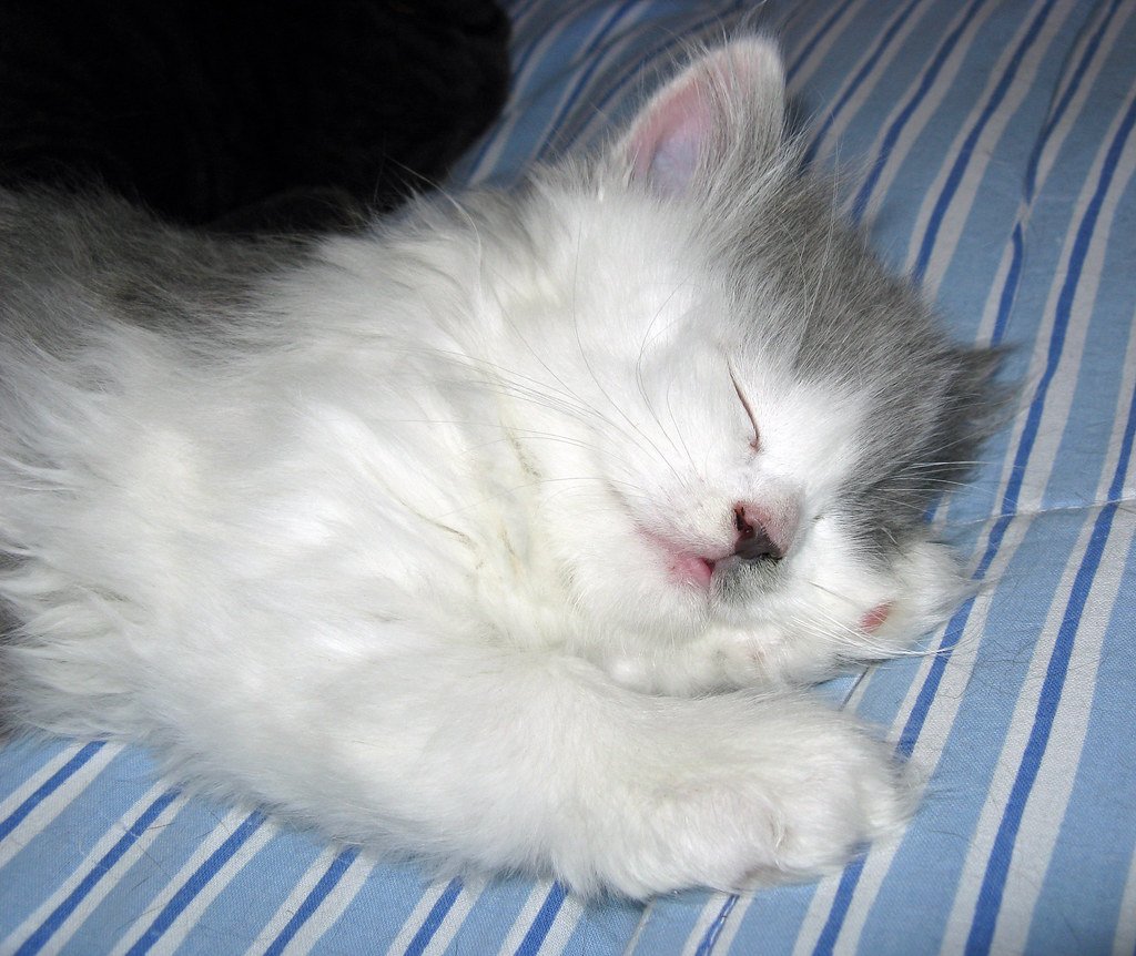 They Create the Coziest Sleeping Positions (image credits: flickr)