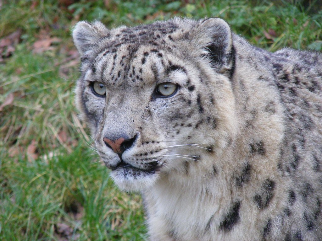 The Gray Ghost of the Himalayas (image credits: flickr)