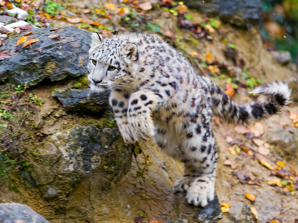 The Great Leap Masters (image credits: flickr)