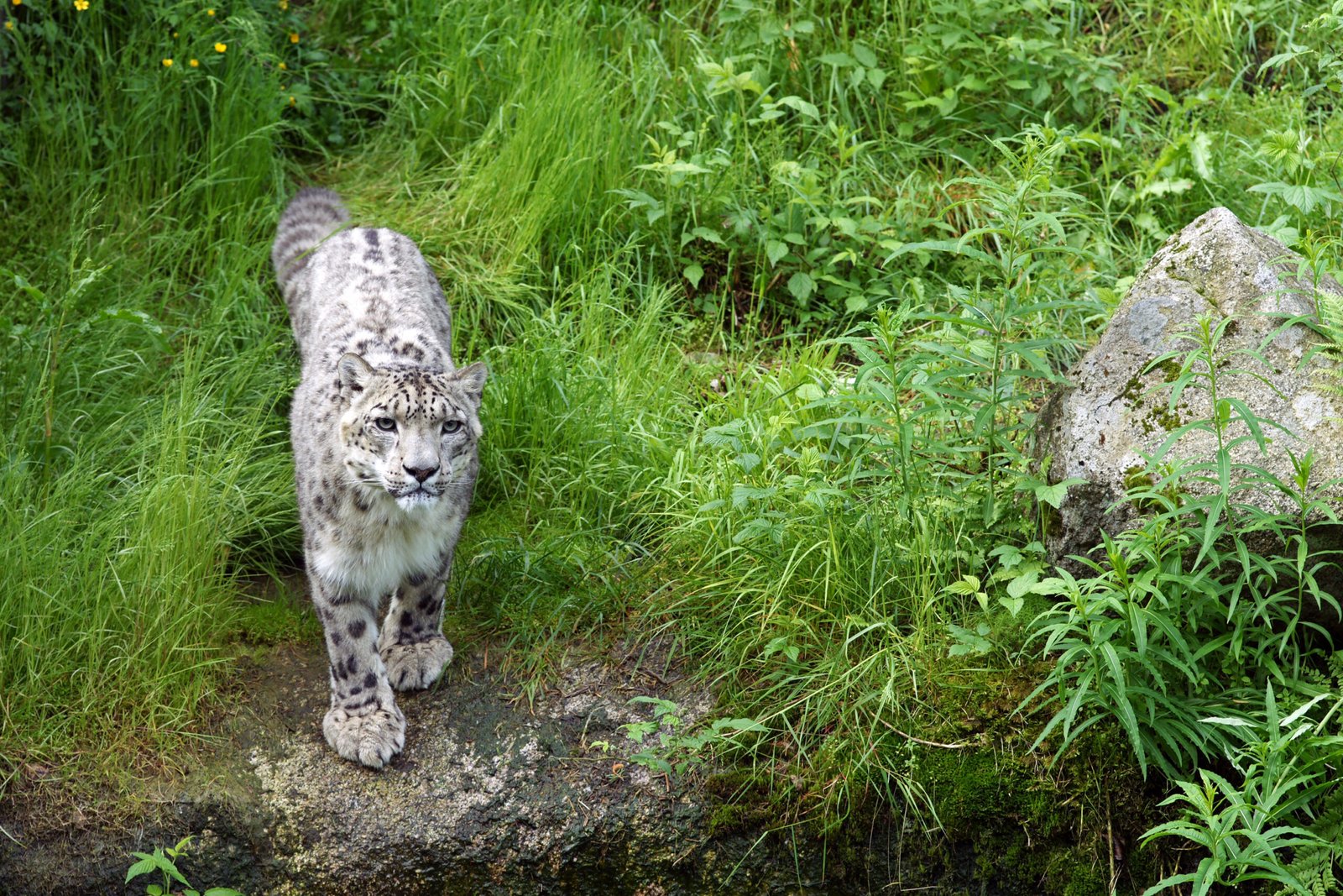 The Last Guardians of the High Peaks (image credits: wikimedia)