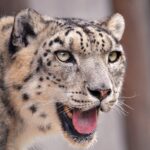Inside the Solitary World of Snow Leopards — How They Survive the High Peaks