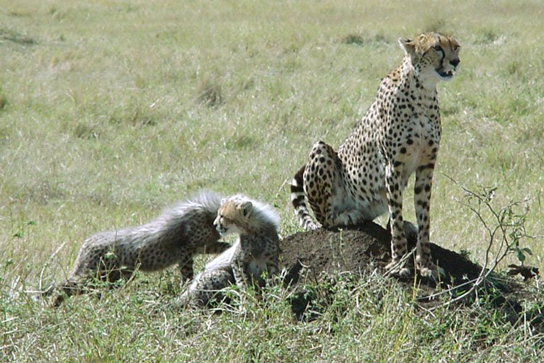 Mothers Face Impossible Choices (image credits: wikimedia)
