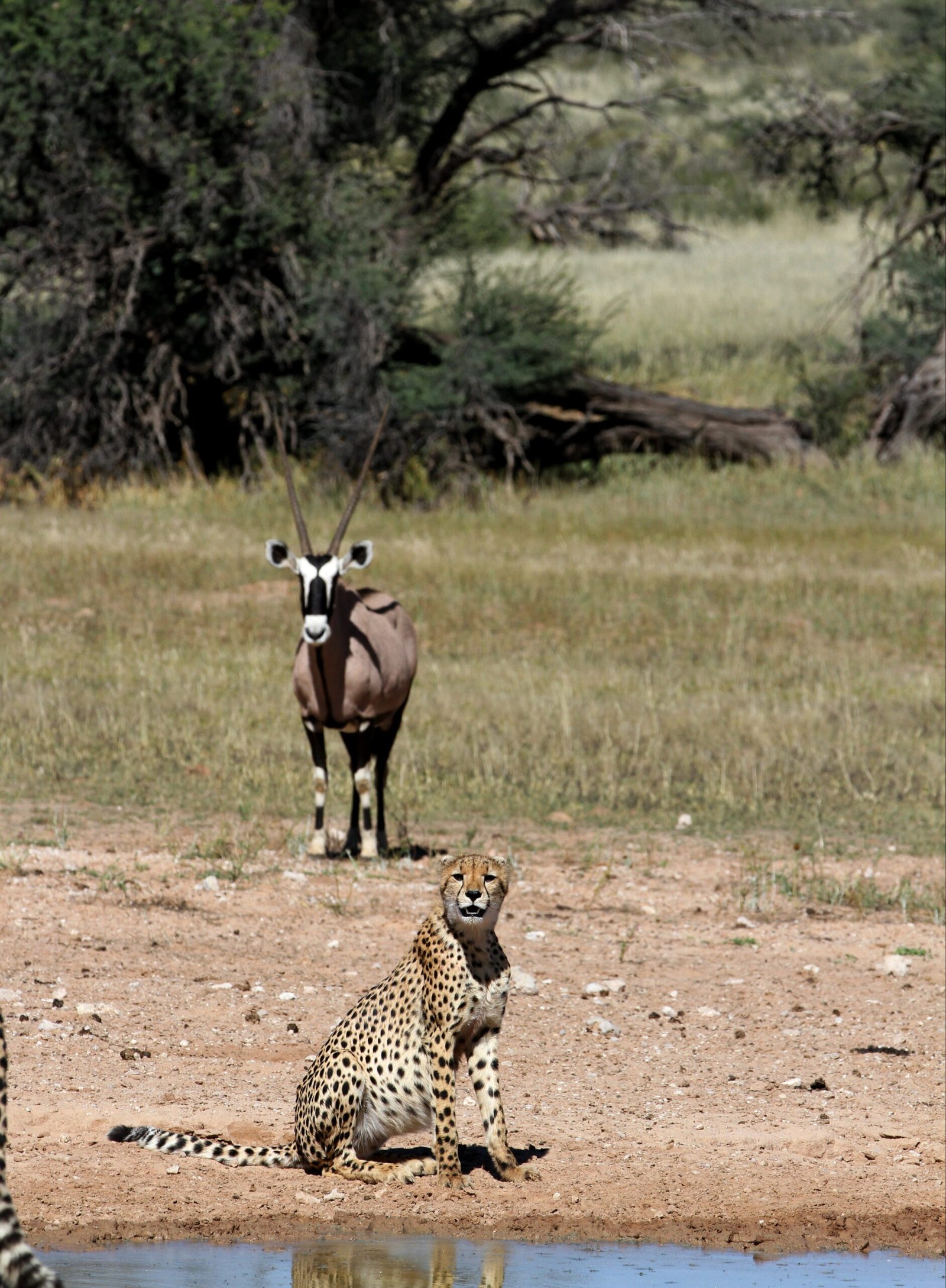 The Challenge of Staying Hydrated (image credits: wikimedia)