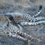 What Happens When a Cheetah Loses Its Speed — The Silent Struggles of the Wild