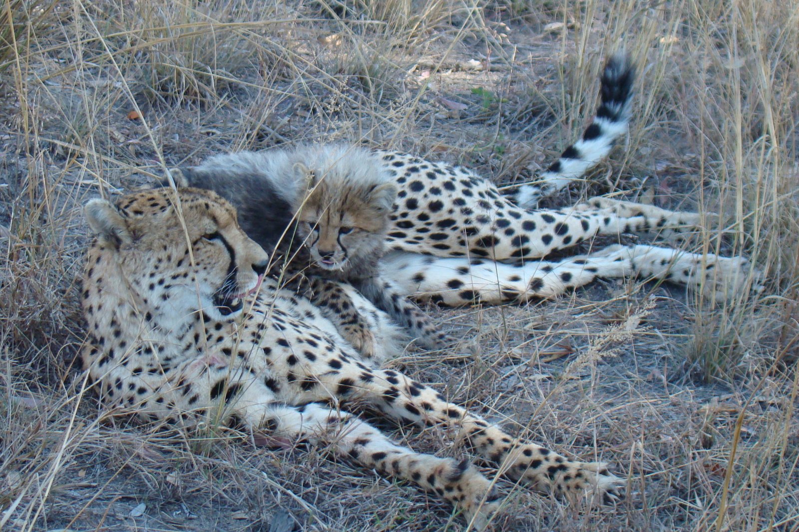 What Happens When a Cheetah Loses Its Speed — The Silent Struggles of the Wild