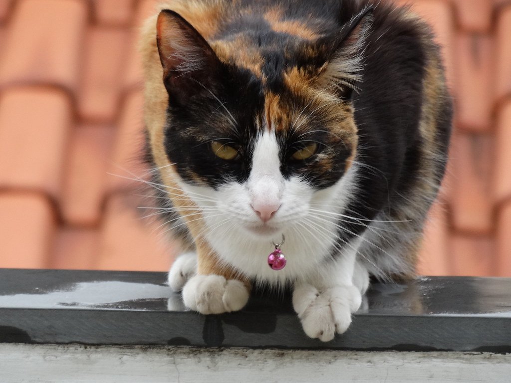Your Cat's Brain Craves the Hunt (image credits: flickr)