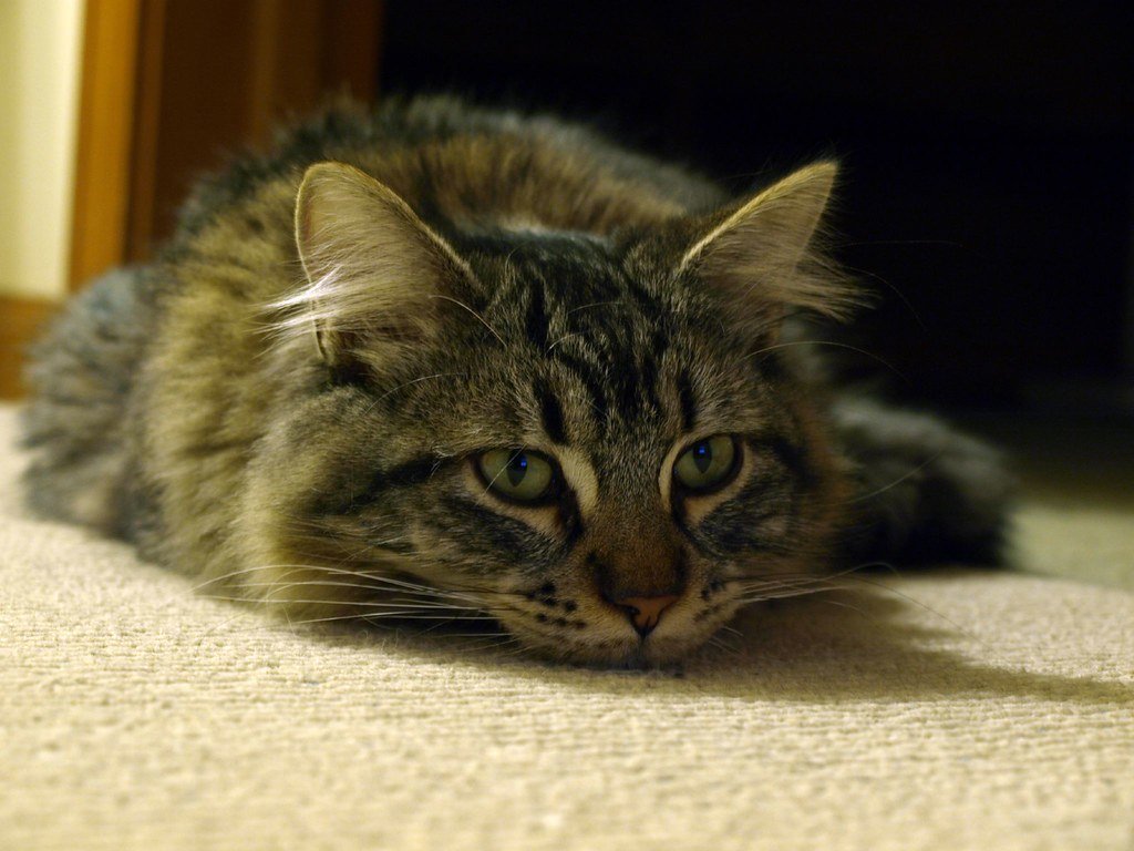 The Stress Hormone Connection (image credits: flickr)