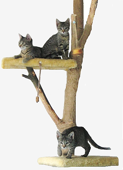 The Multi-Level Cat Tree That Actually Reaches the Ceiling (image credits: wikimedia)