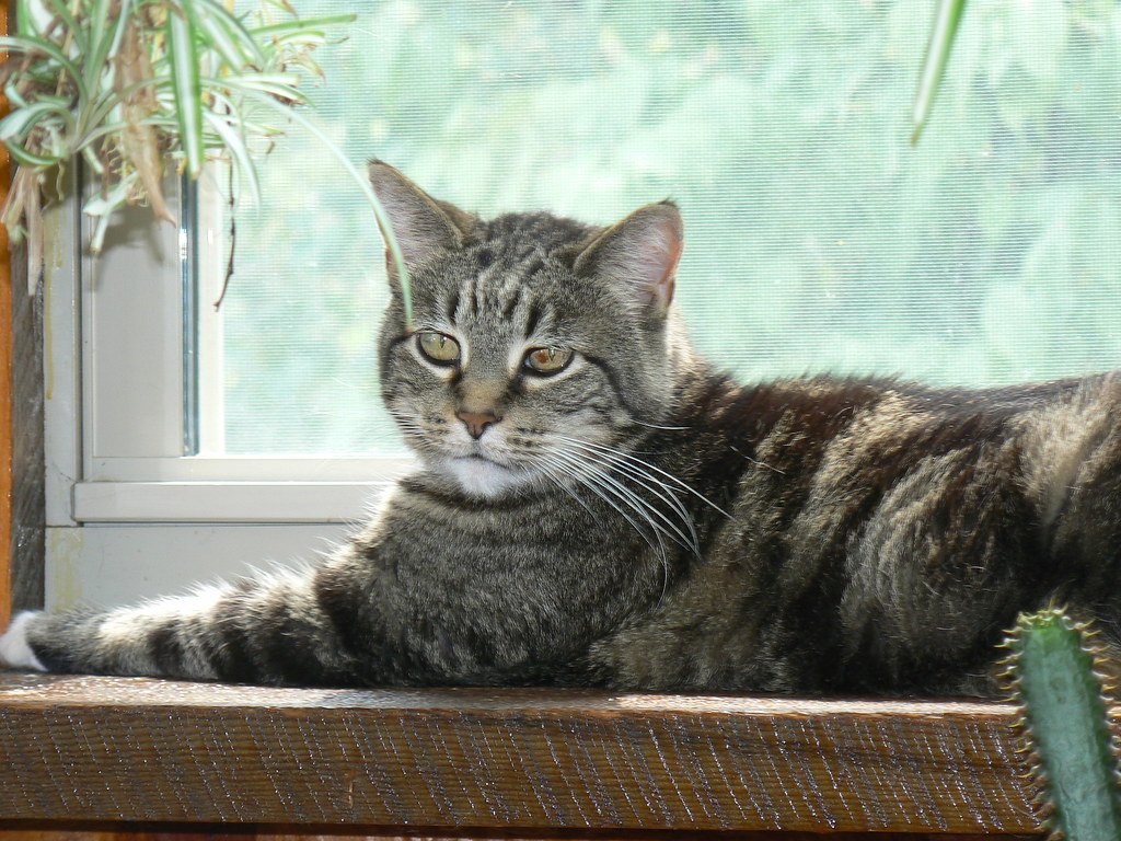 The Window Perch That Transforms Any Glass Into Cat TV (image credits: flickr)