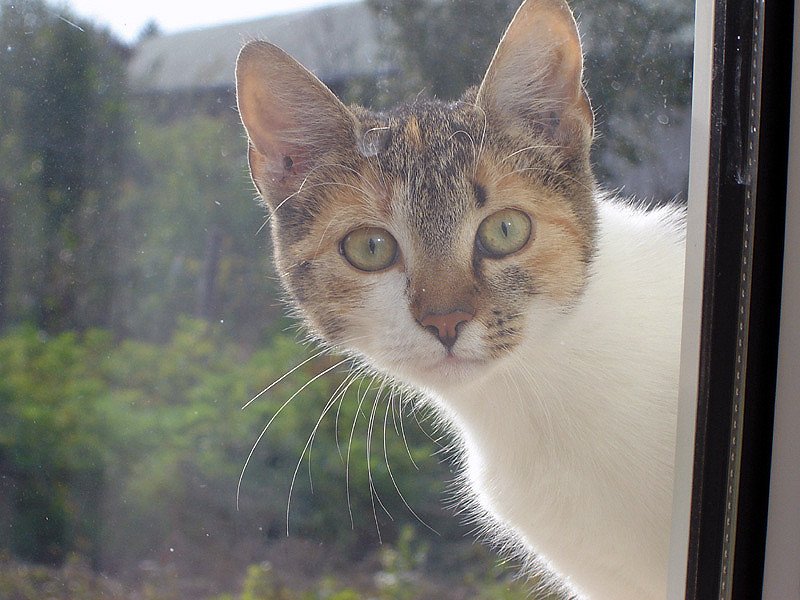 Furniture Your Cat Actually Wants — 9 Surprising Upgrades That Make a Big Difference