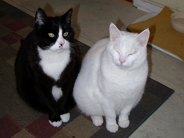 Their Food Bowl Has Been Empty for More Than Five Minutes (image credits: wikimedia)