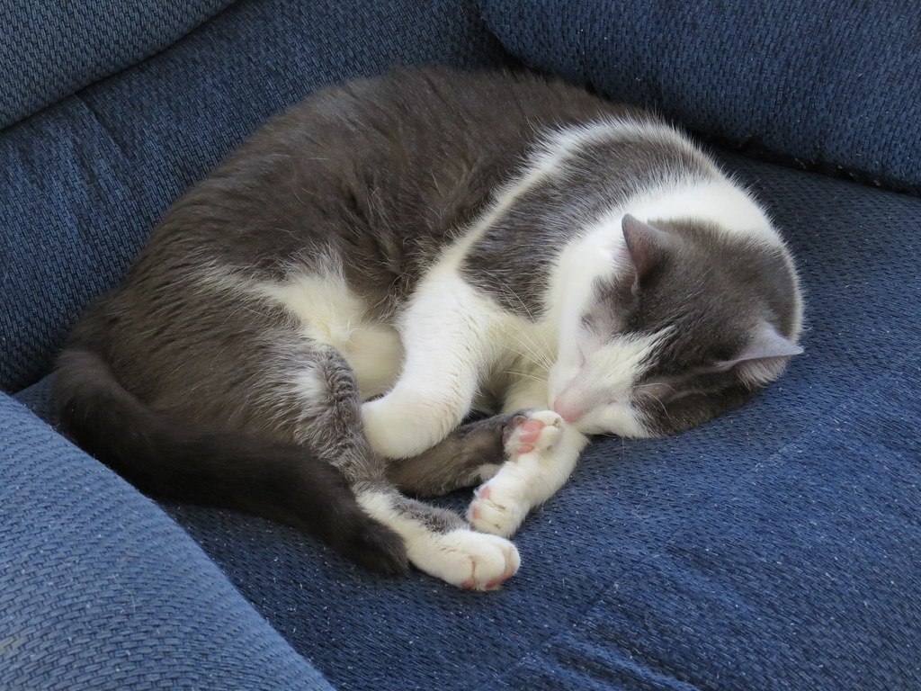 You Moved Their Favorite Sleeping Spot
