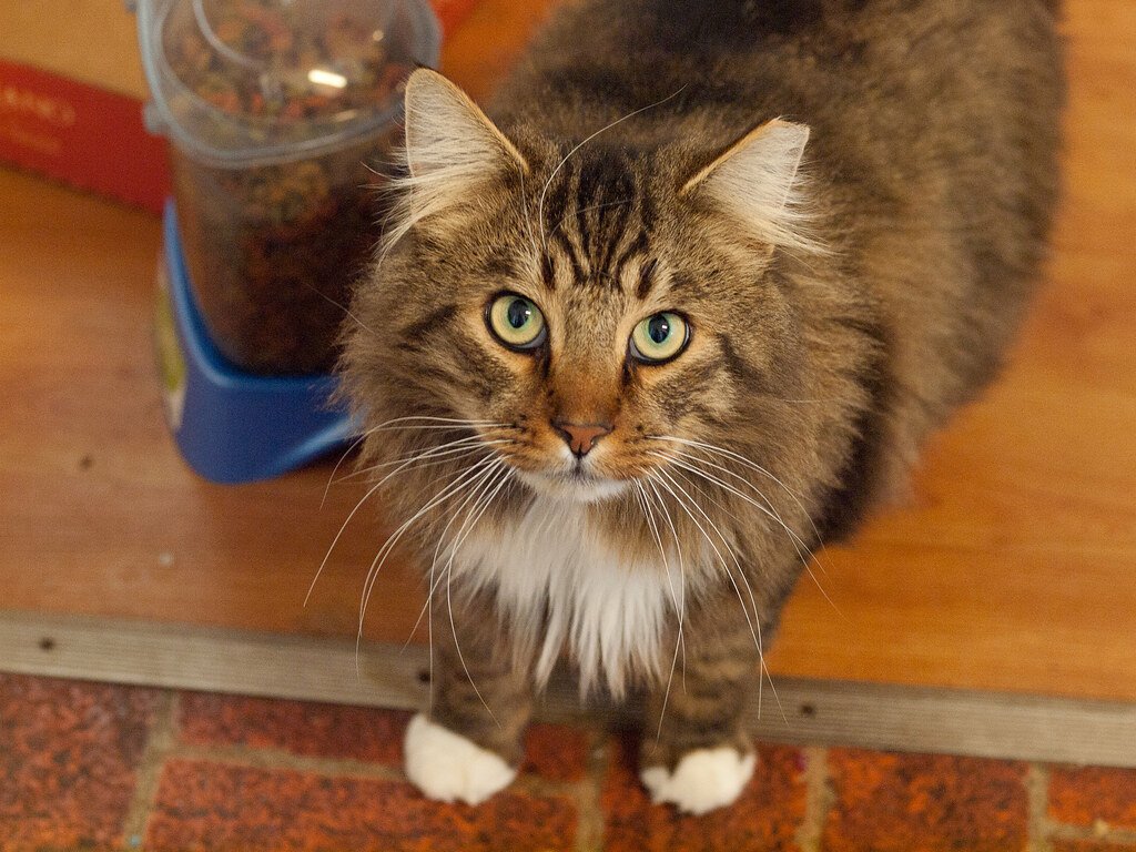 The Litter Box Isn't Meeting Their Five-Star Standards (image credits: flickr)