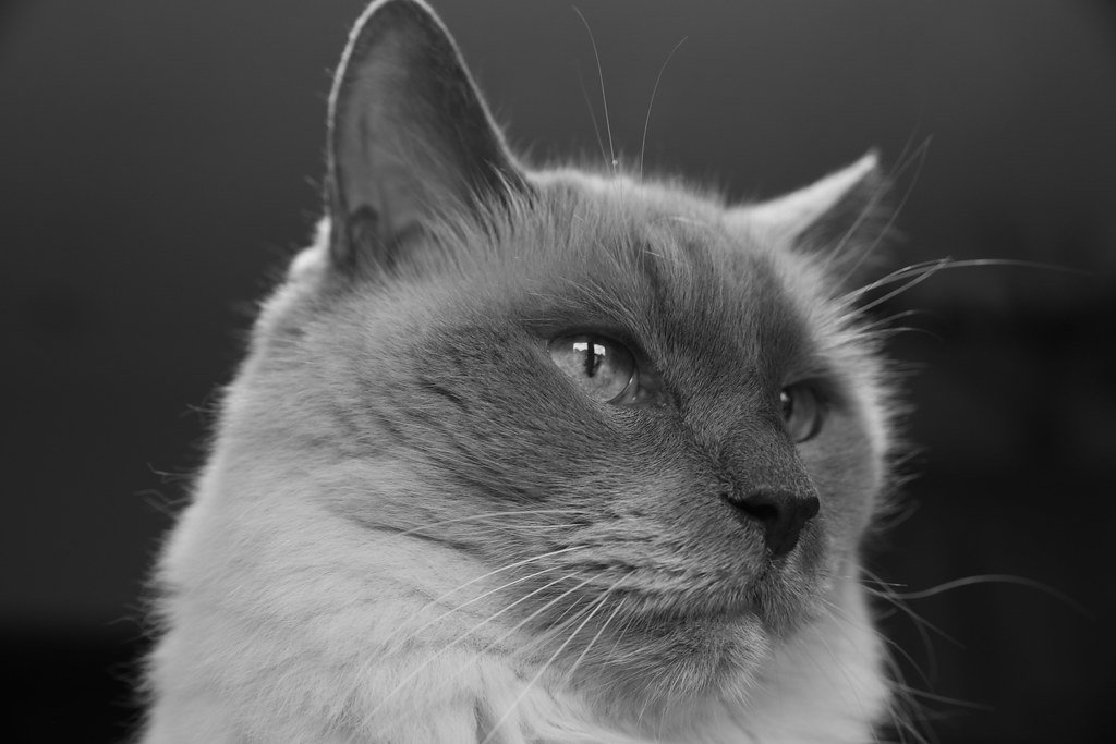 Balinese Cats: The Chatty Performers With Wash-and-Go Hair (image credits: flickr)