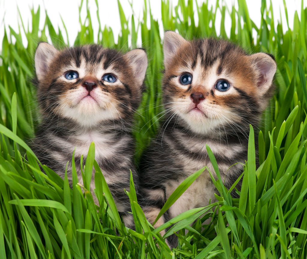 Siberian Cats: Russian Survivors With Weather-Proof Coats (image credits: flickr)
