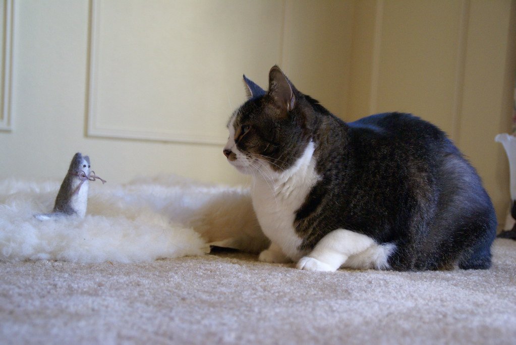 Long Hair, Don't Care! — 7 Fluffy Cat Breeds That Are Surprisingly Low Maintenance