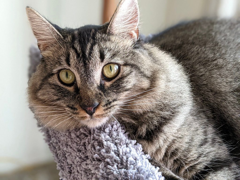 Airplane Ears: The Silent Scream (image credits: flickr)