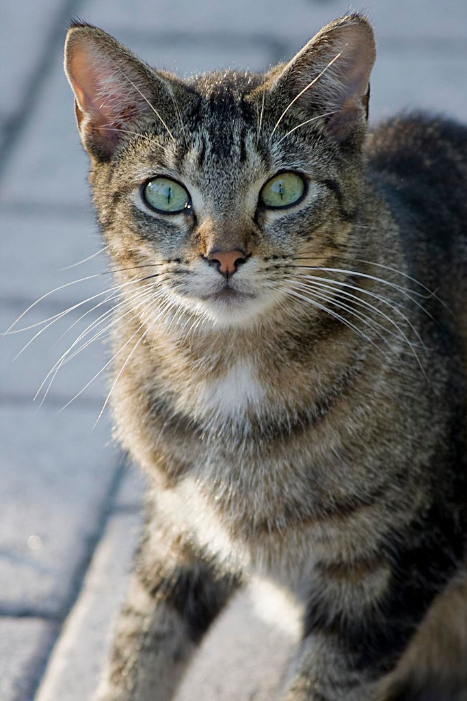Eyes Wide Shut: The Stare Down (image credits: flickr)