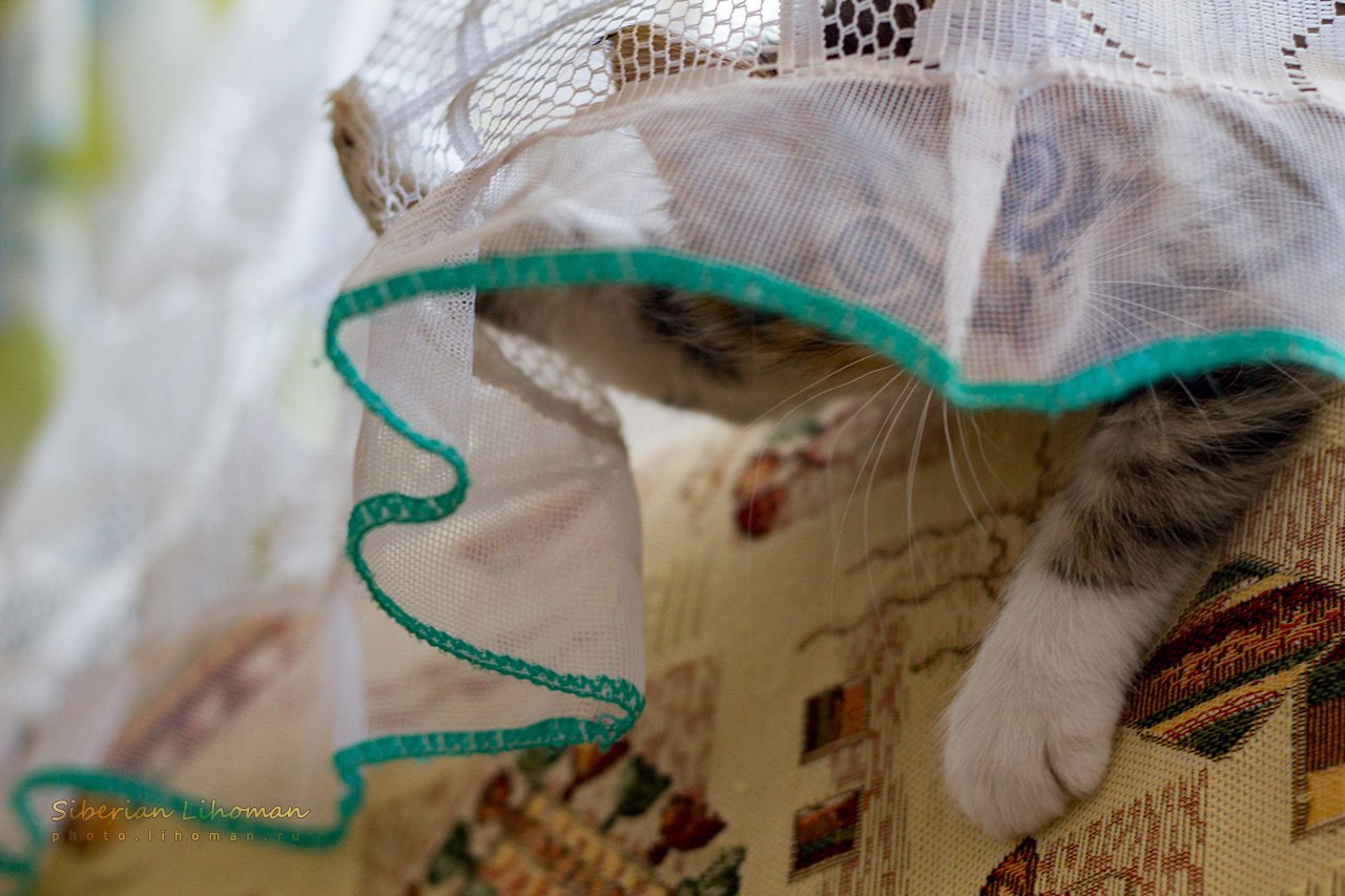 Hiding in Plain Sight: The Disappearing Act (image credits: wikimedia)