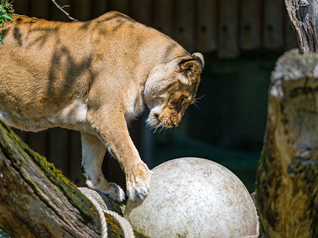 Female Lions Making the Impossible Choice