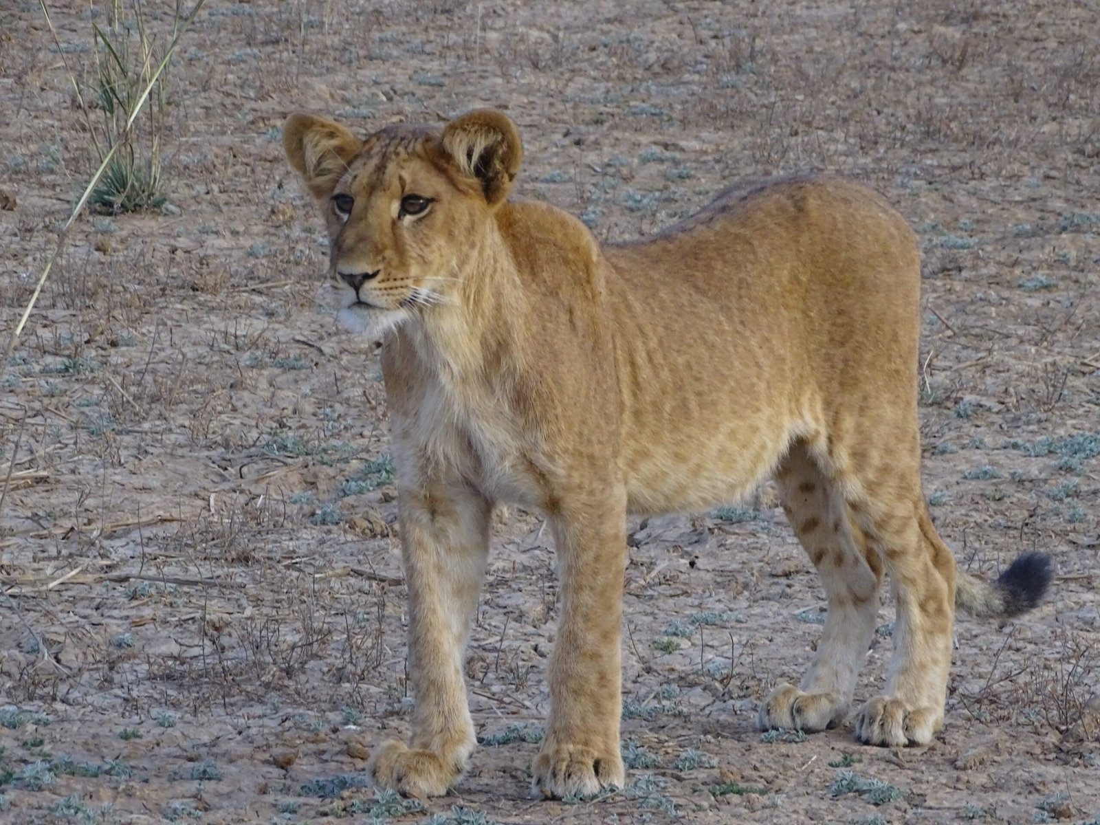 Territory Wars That Reshape Entire Landscapes (image credits: wikimedia)