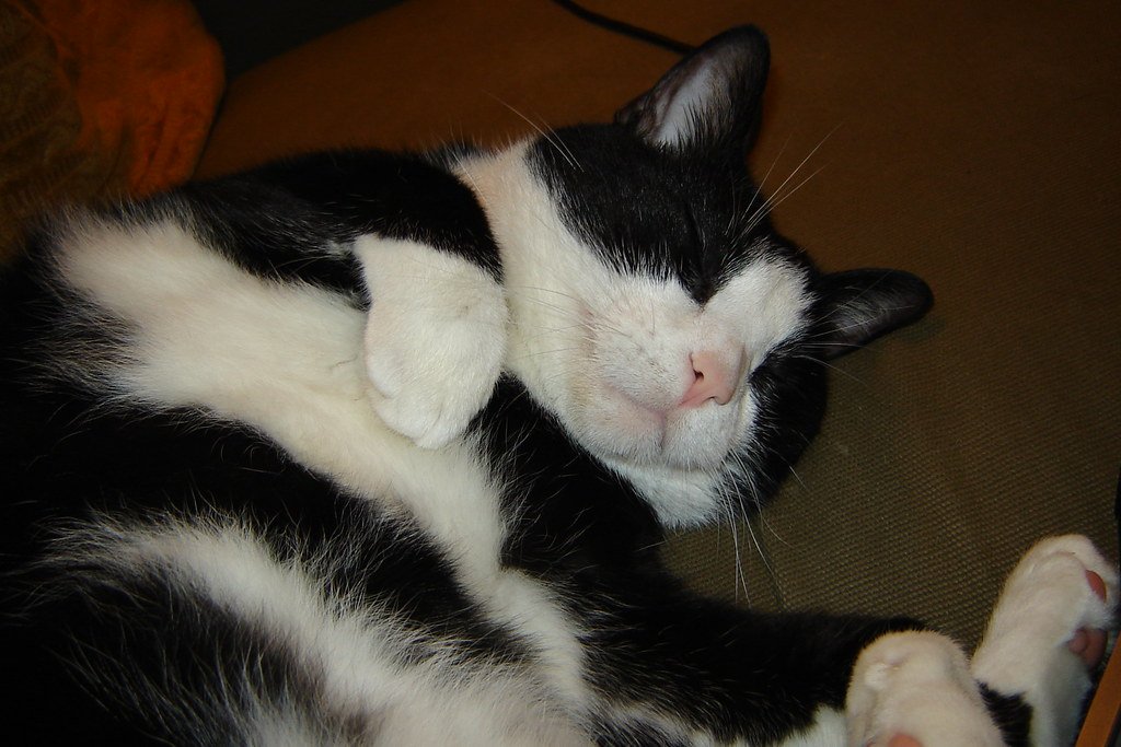 Catnip or Cat Grass Appreciation Hour