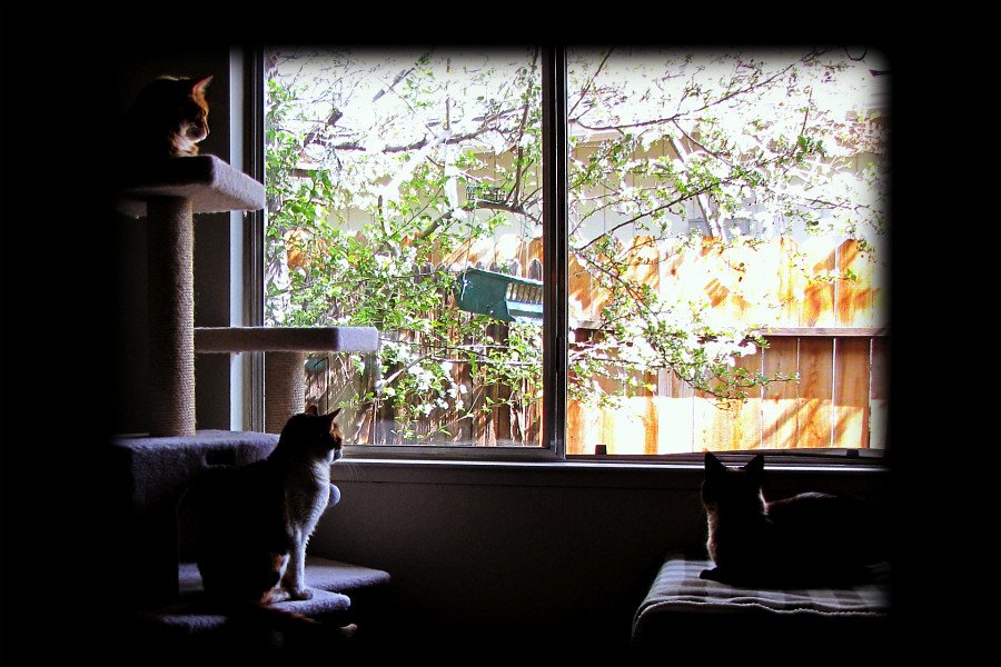 Window Bird-Watching Entertainment (image credits: flickr)
