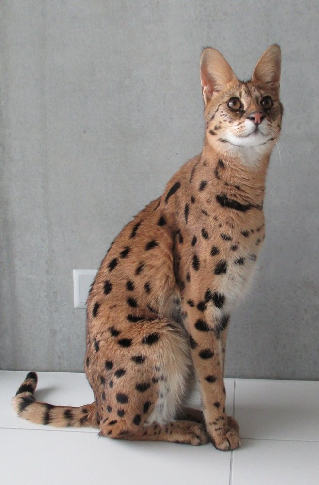 Savannah Cats — The Wild Child Hybrids with Serval Superpowers (image credits: wikimedia)